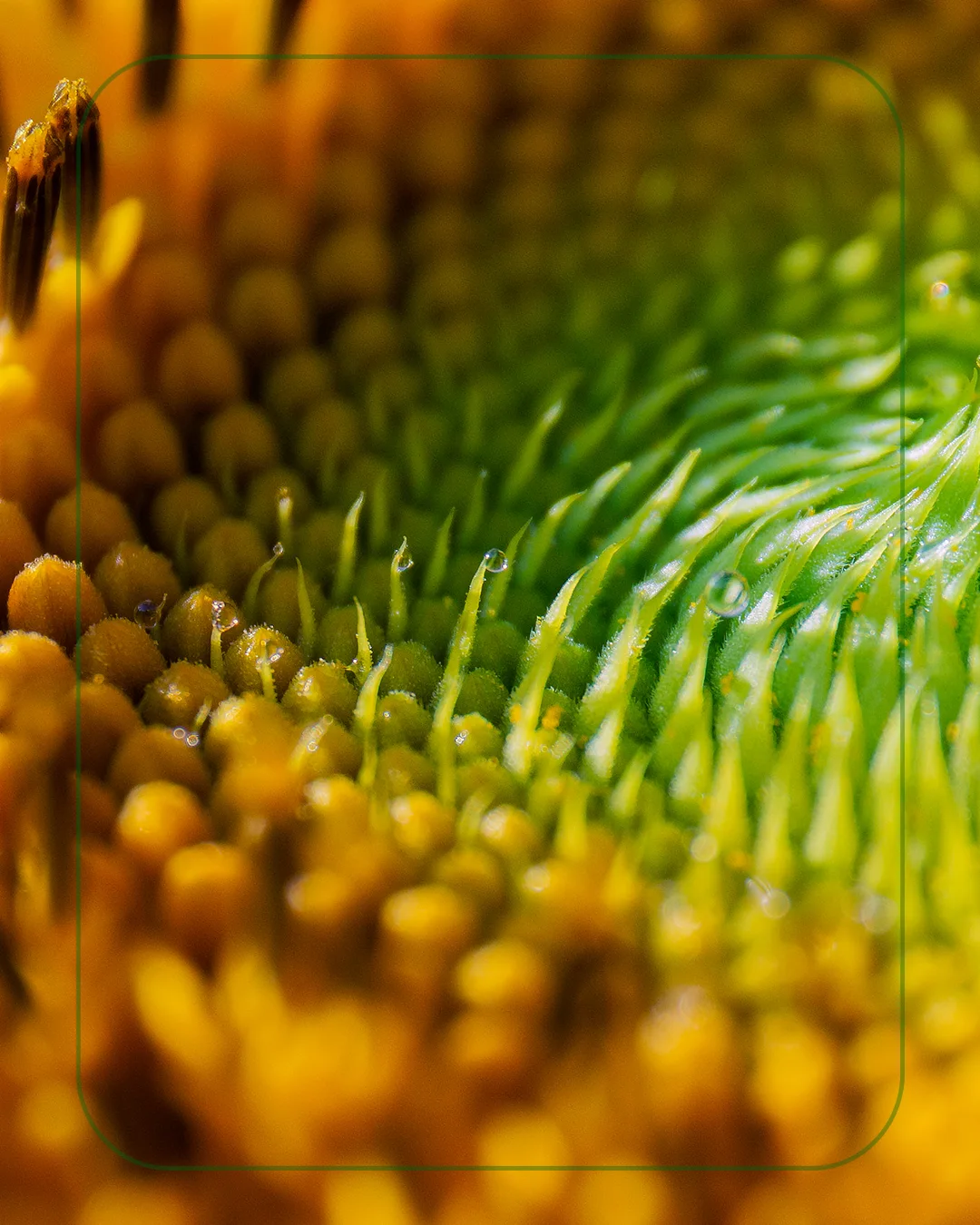Macrofotografía del centro de un girasol, con sus flósculos verdes y dorados