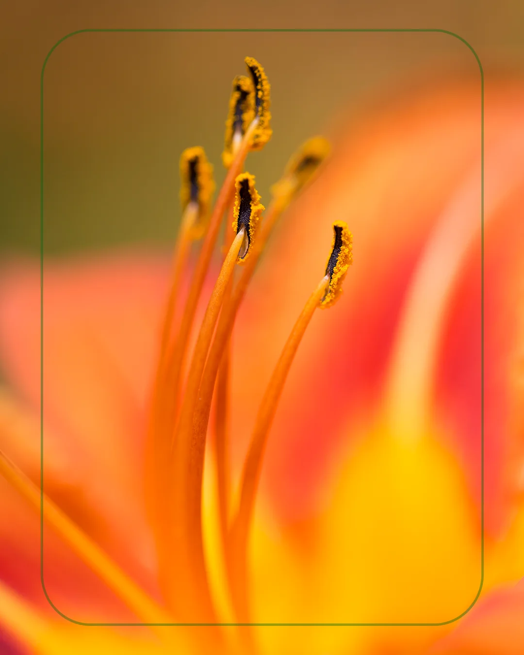 Macrofotografía de los estambres de un lirio naranja