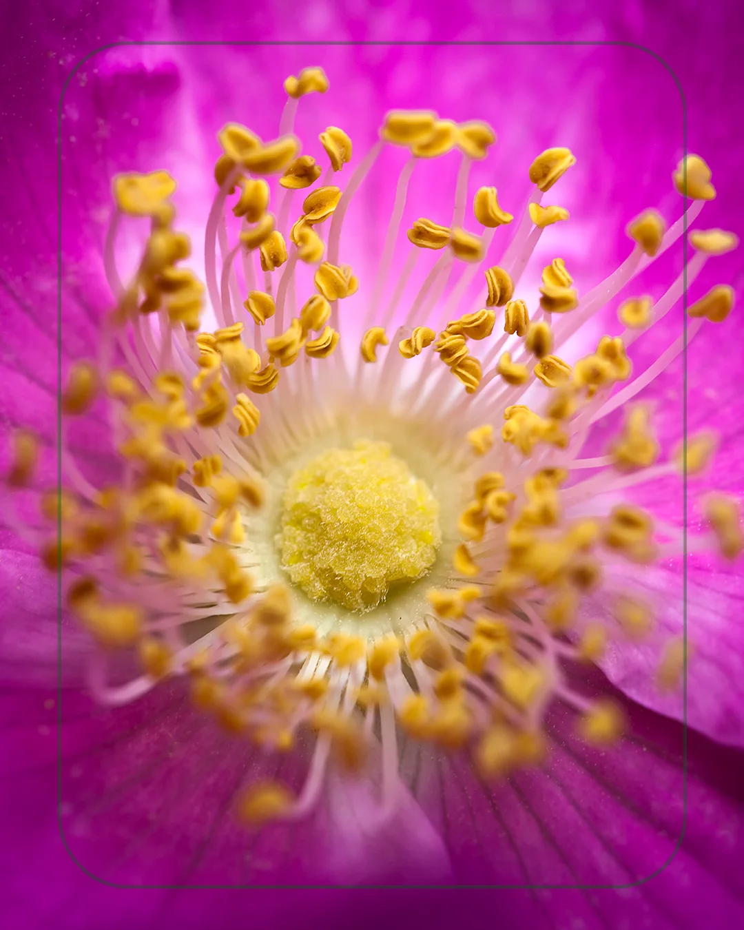 Macrofotografía del corazón de una rosa silvestre magenta con estambres dorados